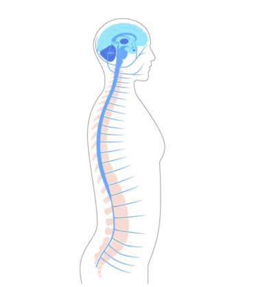 spinal-cord-anatomy_206049-4679