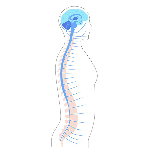 spinal-cord-anatomy_206049-4679